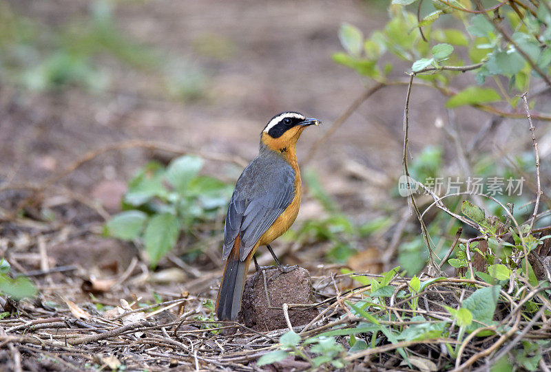 White-browed Robin-Chat